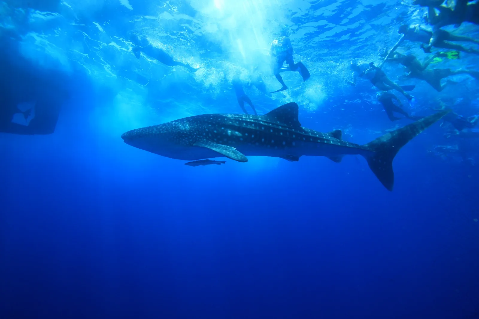Aerial view of South Ari Atoll, Maldives — The one stretch of Maldivian reef where whale sharks are resident rather than seasonal.